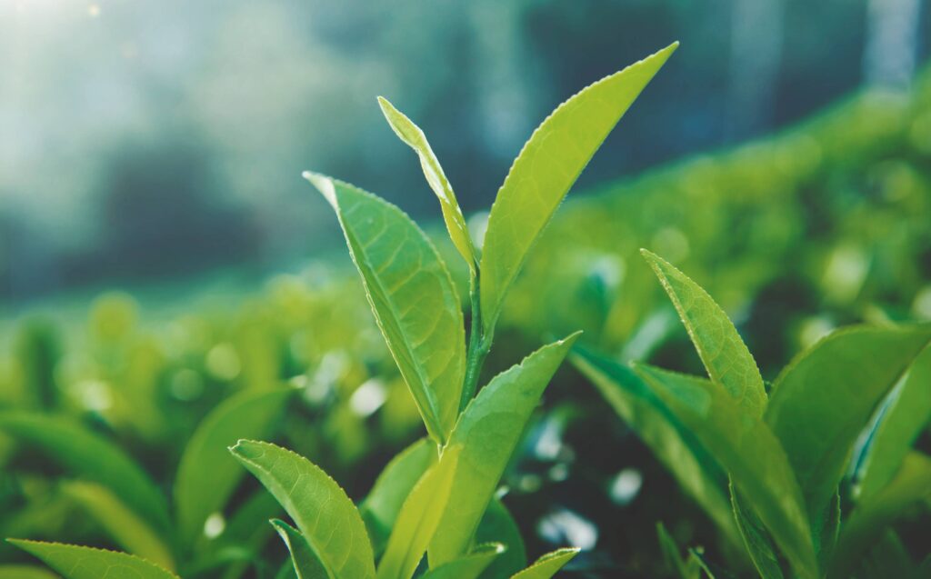 folhas de chá verde