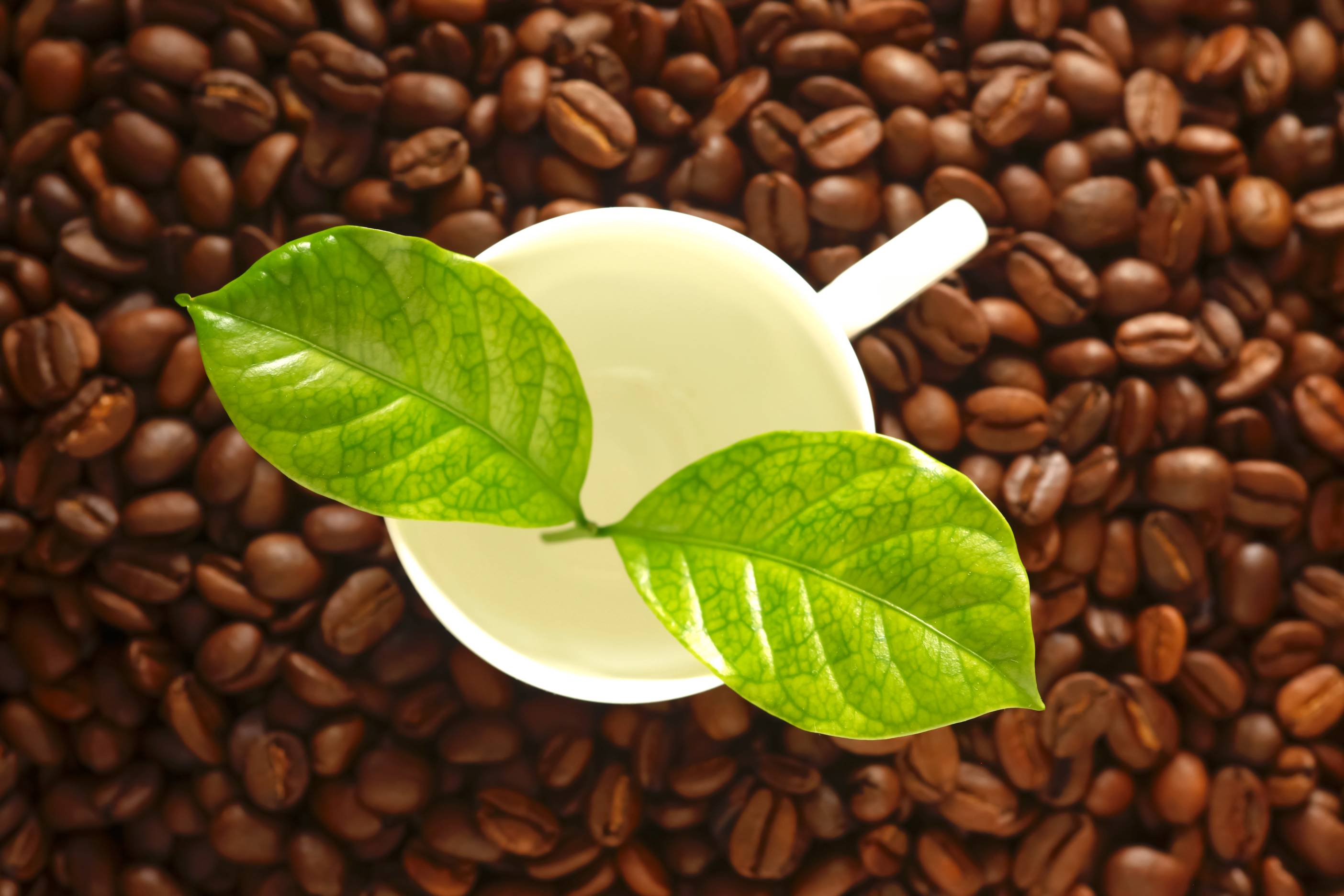 ilustração chá tem cafeína
